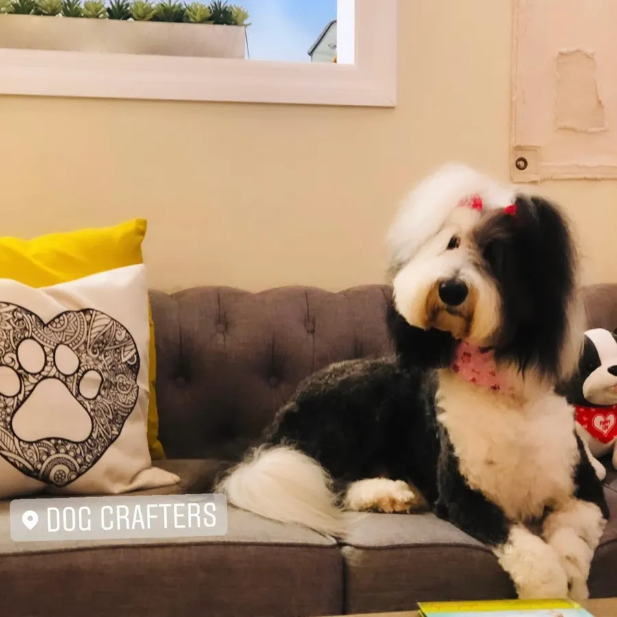 A dog relaxing on the couch in the Dog Crafters waiting area, beside paw-print pillows