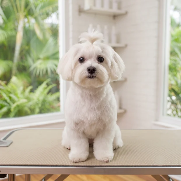 A Maltese groomed at Dog Crafters in Saint Petersburg