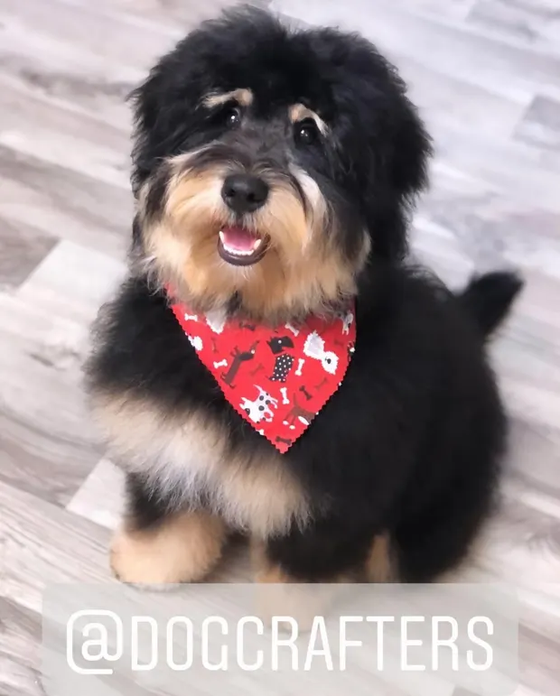 A black and tan Bernedoodle puppy in a red bandana after a full groom