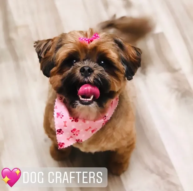 A small brown Shih Tzu with a pink bow and floral bandana, tongue out