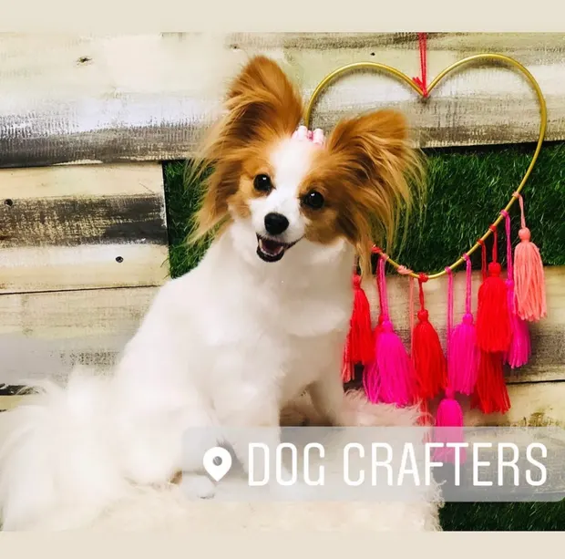 A Papillon with white and chestnut markings posing beside a gold heart hoop