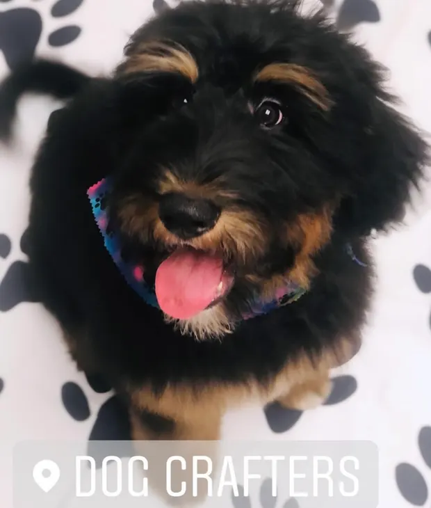A black and tan doodle puppy in a colorful bandana on a paw-print blanket