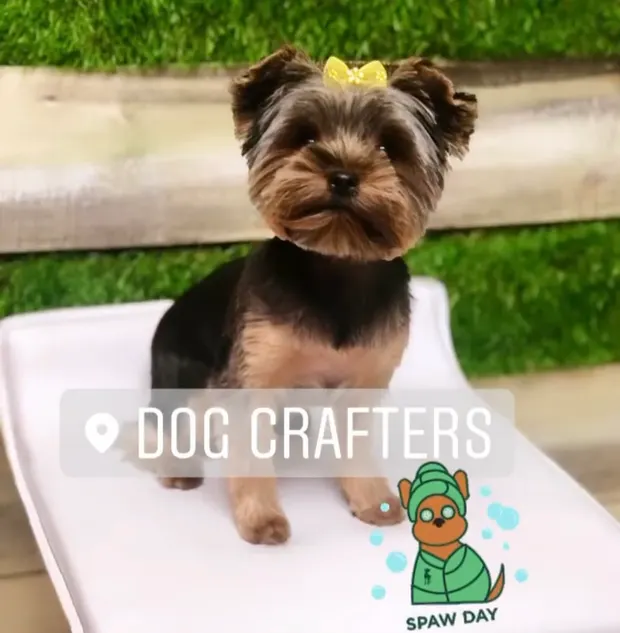 A Yorkshire Terrier with a yellow bow after a full groom