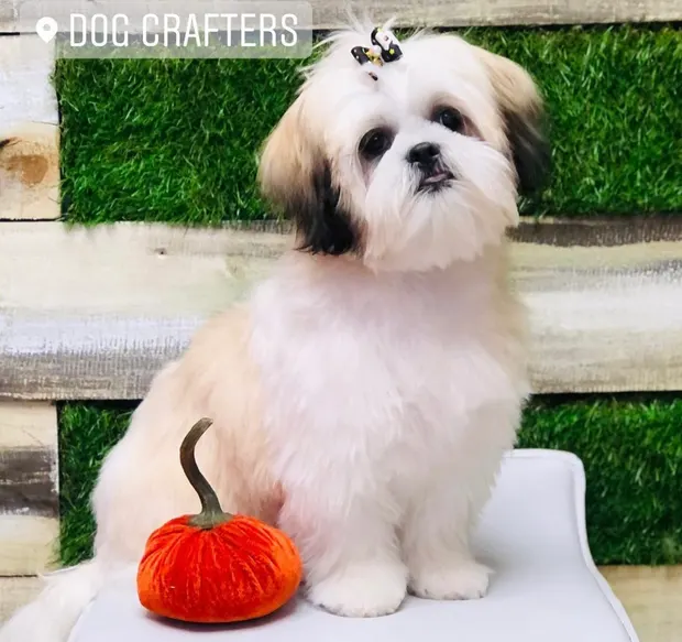A cream and white Shih Tzu with a topknot sitting beside a velvet pumpkin