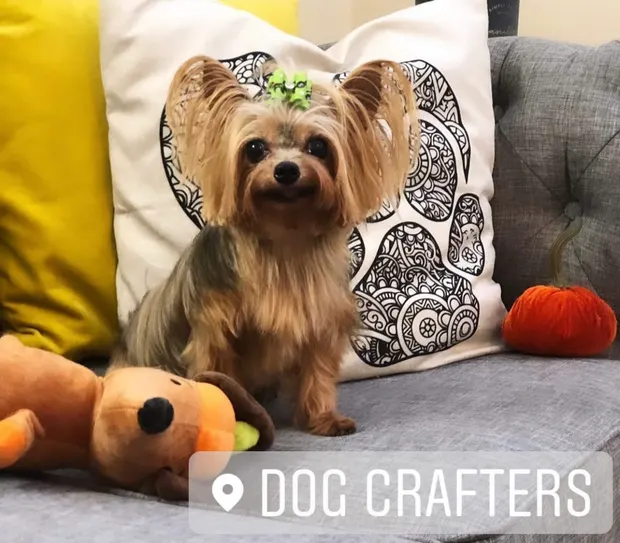 A Yorkshire Terrier with a green bow resting against a paw-print pillow