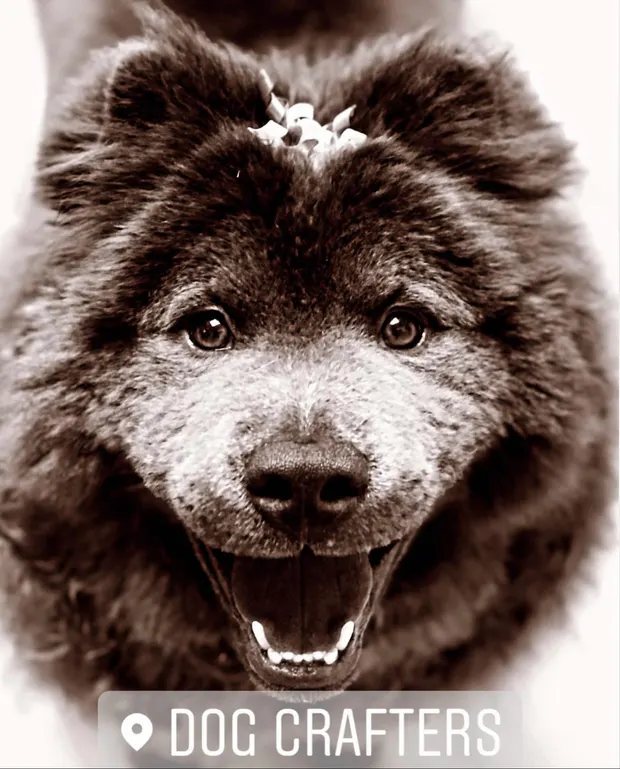Close-up of a fluffy dark Chow mix with a white topknot, smiling