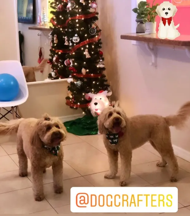 Two matching brown Brussels Griffon terriers after coordinating grooms