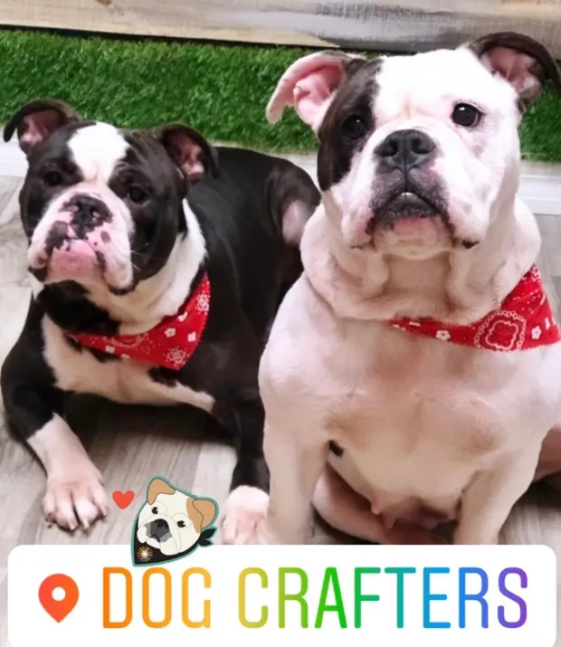 Two bulldogs in red bandanas sitting together after their grooms