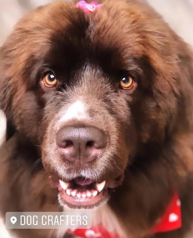 Close-up of a brown Newfoundland with a big open smile