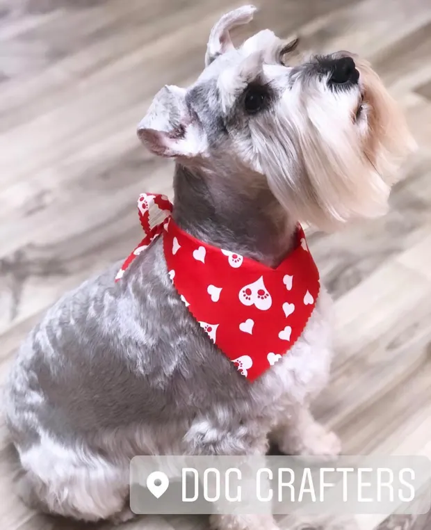 A silver Schnauzer in a red bandana with a classic breed-standard schnauzer cut