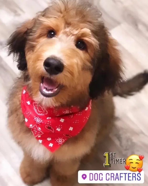 A golden doodle puppy in a red bandana after a first-visit groom