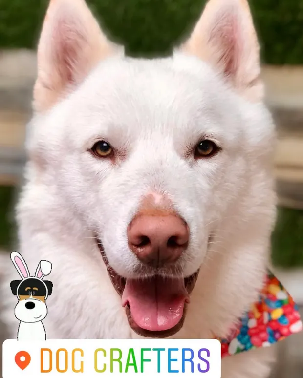 A white Husky mix with a pink nose wearing a bright patterned bandana