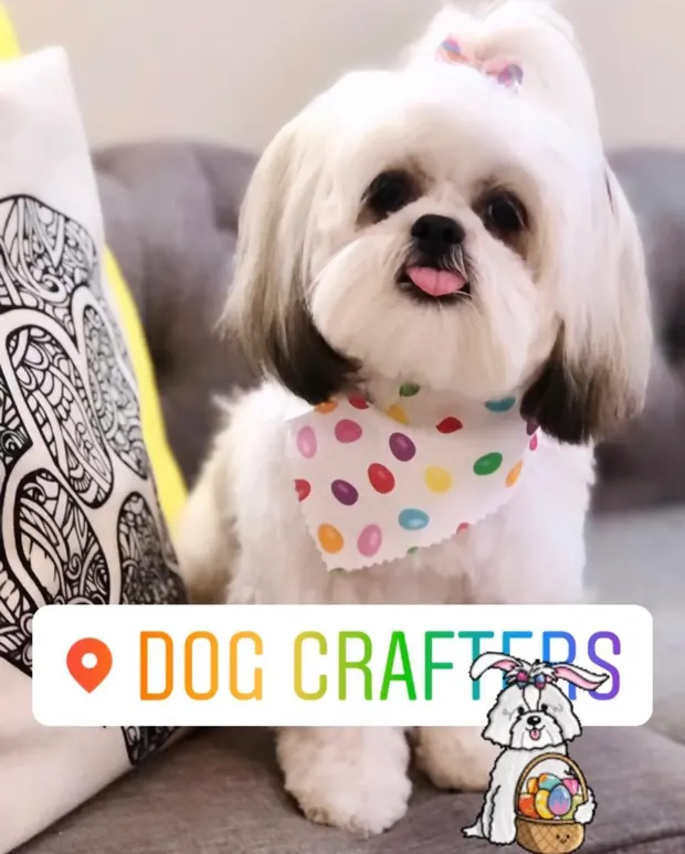 A white Shih Tzu in a polka-dot bandana with a fresh face trim