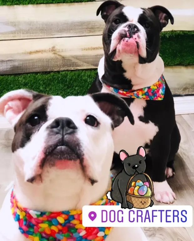 Two bulldogs in rainbow bandanas sitting on the salon's grass backdrop