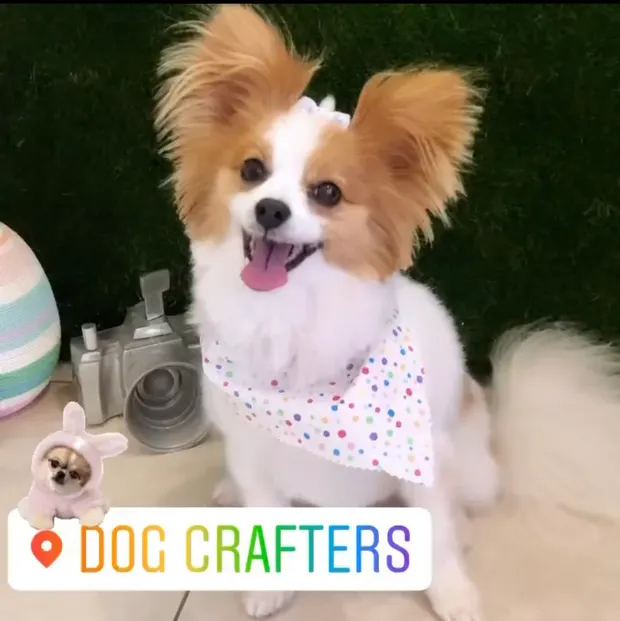 A Papillon with large feathered ears in a floral bandana
