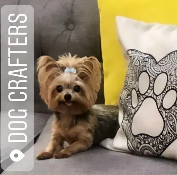 A Yorkshire Terrier with a topknot framed by paw-print pillows