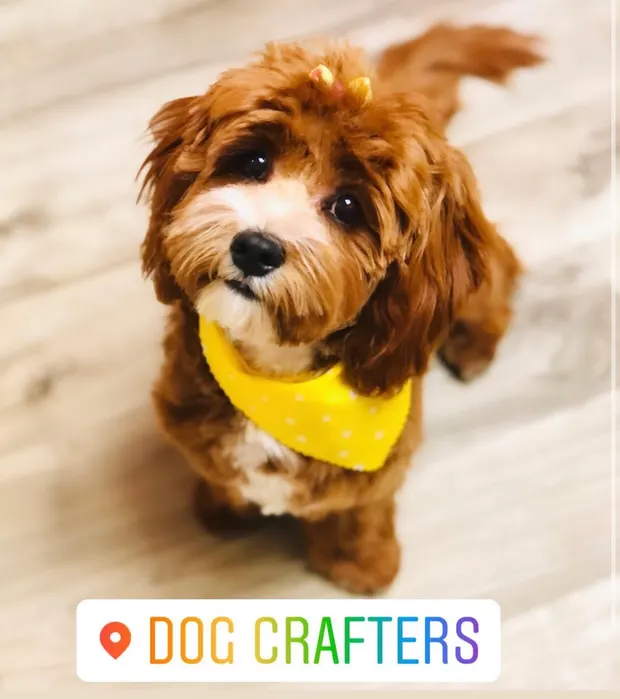 An apricot Cavapoo in a yellow bandana after a teddy bear trim