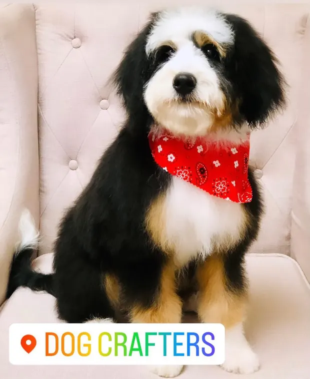 A Bernedoodle in a red bandana sitting on a pink tufted armchair