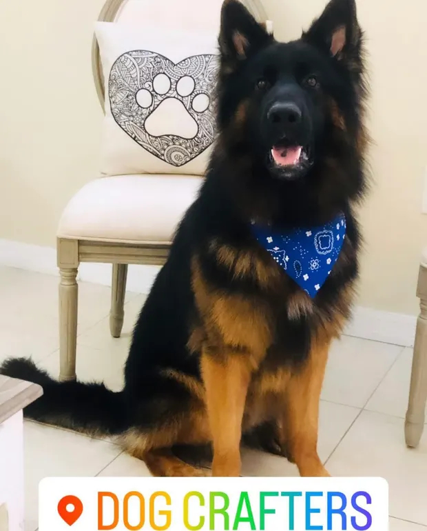 A long-coated German Shepherd in a blue bandana after a de-shed treatment