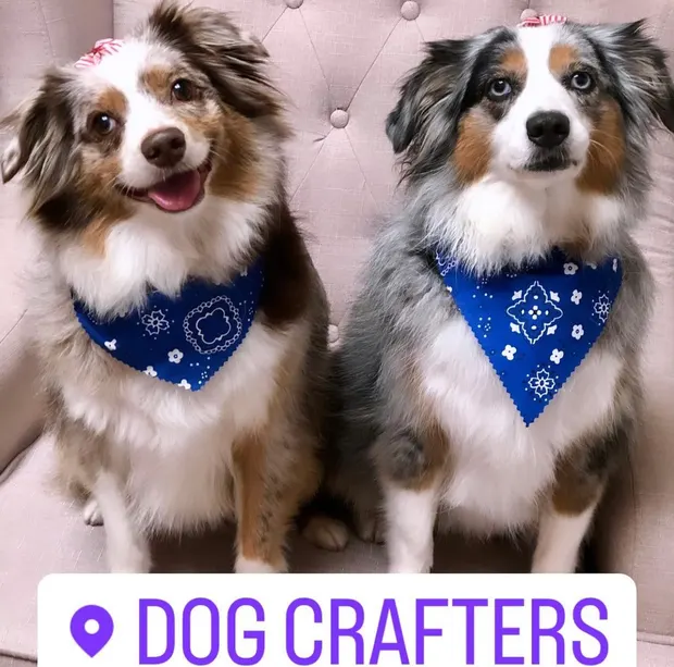 Two Australian Shepherds in matching blue bandanas after their grooms