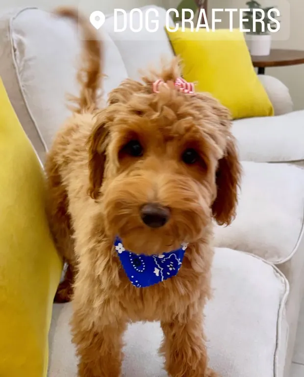 An apricot Labradoodle in a blue bandana with a soft full groom