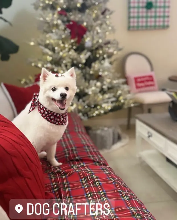 A white American Eskimo dog in a red polka-dot bandana by a Christmas tree