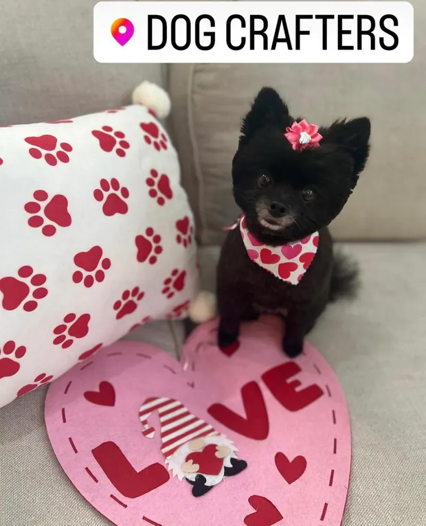 A black Pomeranian with a pink bow on a heart-shaped rug