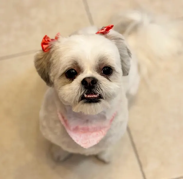 A white and tan Shih Tzu with a red bow and pink bandana