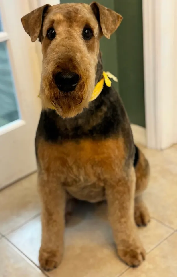 An Airedale Terrier with a yellow bow after a hand-stripped breed cut
