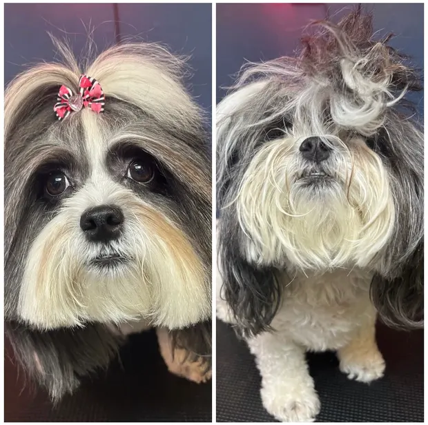 Before and after: a shaggy grey and white Shih Tzu transformed into a tidy full groom with a pink bow