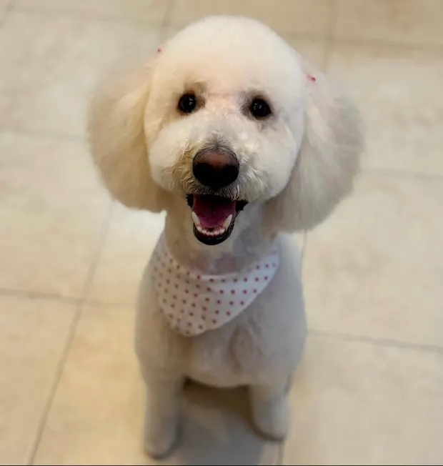 A white Bichon mix in a polka-dot bandana looking up at the camera