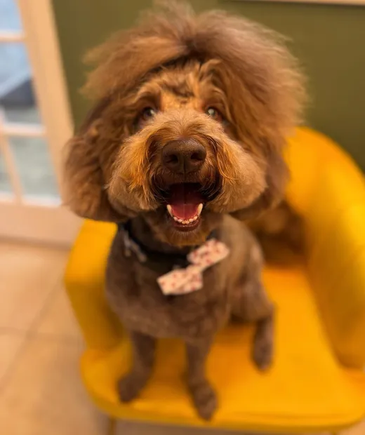 A long-haired Chihuahua mix with a fresh trim on the salon's yellow chair