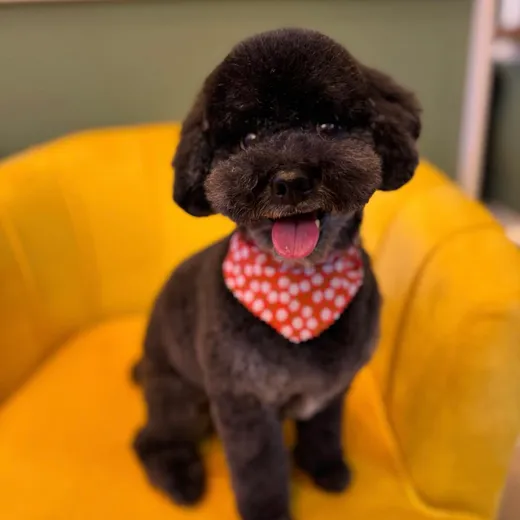 A chocolate poodle in a red polka-dot bandana after a full groom