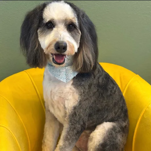 A grey and white doodle in a bandana relaxing on the yellow chair