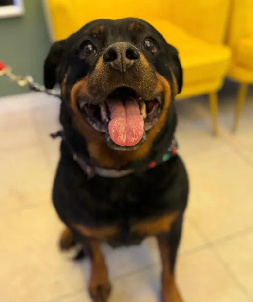 A smiling Rottweiler after a bath and brush-out at Dog Crafters